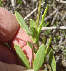 Osteospermum sinuatum