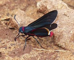 Mysoria barcastus