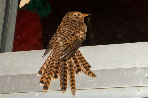 Sunda Brush Cuckoo (Cacomantis sepulcralis), photo 6