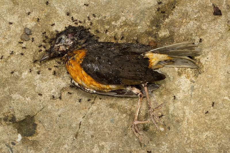 Everett's Thrush illustration