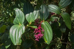 Medinilla speciosa