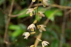 Coelogyninae