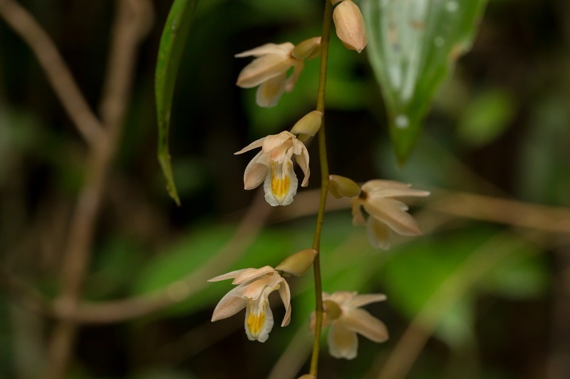 Coelogyne venusta