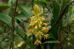 Calanthe aureiflora