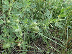 Medicago scutellata