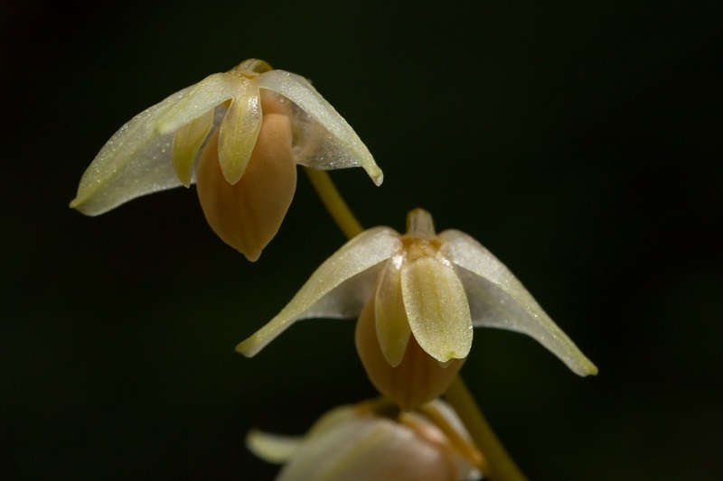 Bulbophyllum conspectum