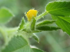 Medicago scutellata
