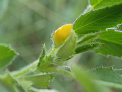 Medicago scutellata