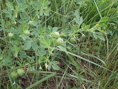 Medicago scutellata