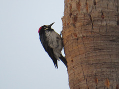 Melanerpes formicivorus