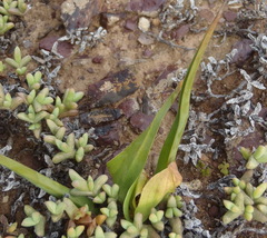 Colchicum eucomoides