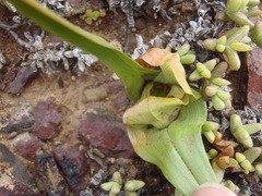 Colchicum eucomoides