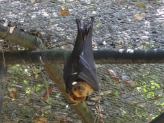 Pteropus rodricensis