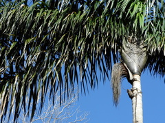 Oenocarpus distichus