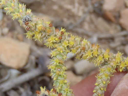 Crassula muscosa