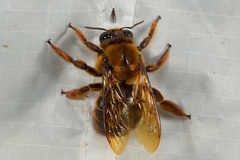 Xylocopa myops
