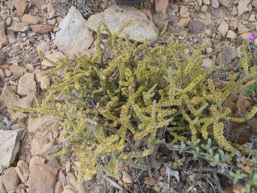 Crassula muscosa