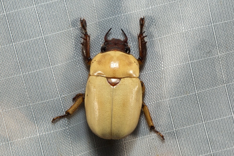 Masumokoganea