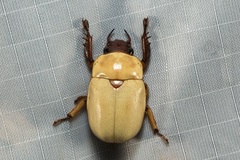 Masumokoganea kinabalensis