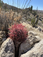 Ferocactus gracilis gracilis