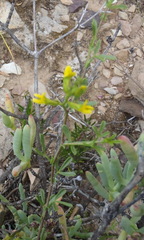 Melolobium candicans