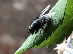 Calliphoridae