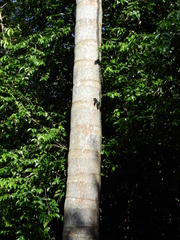 Oenocarpus distichus