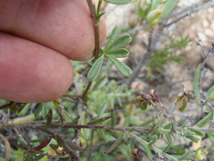 Melolobium candicans