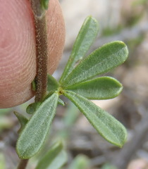 Melolobium candicans