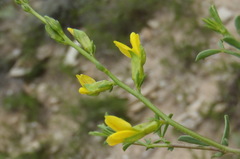 Melolobium candicans