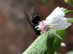 Calliphoridae