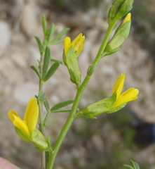 Melolobium candicans