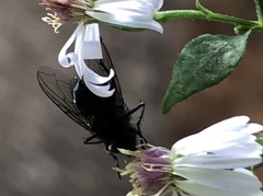 Calliphoridae