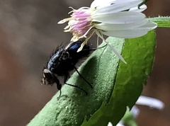 Calliphoridae