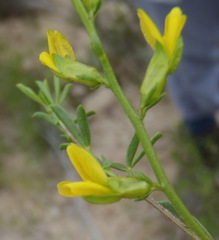 Melolobium candicans