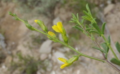 Melolobium candicans