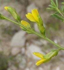 Melolobium candicans
