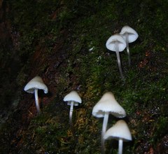 Mycena arcangeliana