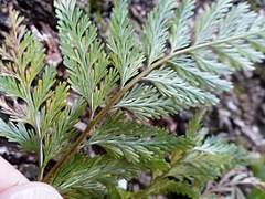 Davallia fejeensis