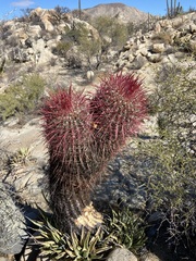 Ferocactus gracilis gracilis
