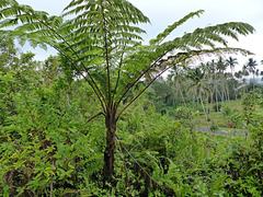 Cyathea lunulata