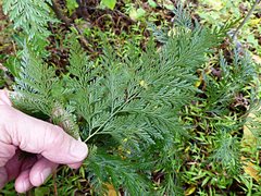 Davallia fejeensis