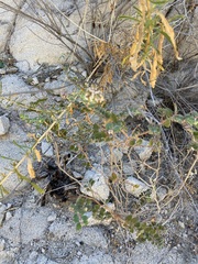 Euphorbia tomentulosa