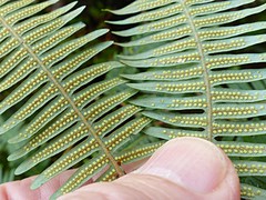 Dicranopteris linearis subferruginea