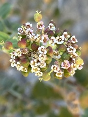 Euphorbia tomentulosa