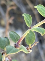 Euphorbia tomentulosa