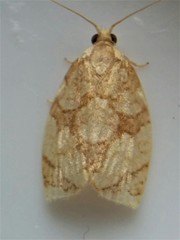 Adoxophyes negundana