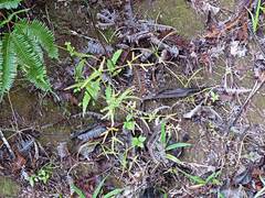 Dicranopteris linearis subferruginea