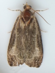 Olethreutes inornatana