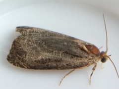 Olethreutes inornatana